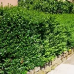 FloraVita Global Hortikultura Zagreb Uređivanje okućnica Rezidba voćnjaka i vinograda Rušenja stabala Čišćenje zaraslih površina Stručno savjetovanje uredjivanje okucnica rezidba vocnjaka i vinograda rusenja stabala ciscenje zaraslih povrsina strucno savjetovanje UREĐIVANJE OKUĆNICA REZIDBA VOĆNJAKA I VINOGRADA RUŠENJA STABALA ČIŠĆENJE ZARASLIH POVRŠINA STRUČNO SAVJETOVANJE Uredivanje okucnica Rezidba vocnjaka i vinograda Rusenja stabala Ciscenje zaraslih povrsina Strucno savjetovanje UREDJIVANJE OKUCNICA REZIDBA VOCNJAKA I VINOGRADA RUSENJA STABALA CISCENJE ZARASLIH POVRSINA STRUCNO SAVJETOVANJE hortikultura-zagreb uredjenje vrtova uredenje vrta krcenje terena rusenje drveca piljenje stabala obaranje drva orezivanje vocki skrešenje loze skresavanje vinograda uredjenje dvorista košenje trave kosenje trave odrzavanje zelenih povrsina održavanje okućnica odrzavanje okucnica FloraVita Vrtlar Zagreb Vrtlarija Zagreb Agronom savjeti krajobrazna arhitektura Flora-Vita Global Zagreb hortikultura uređenje okućnica rezidba voćnjaka vinograda rušenja stabala čišćenje zaraslih površina stručno savjetovanje agronomski savjeti obrezivanje vocaka rezanje loze piljenje drva krcenje sume ciscenje placa sredjivanje dvorista FloraVitaGlobal hortikultura-zagreb-okucnice