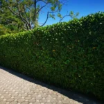 FloraVita Global Hortikultura Zagreb Uređivanje okućnica Rezidba voćnjaka i vinograda Rušenja stabala Čišćenje zaraslih površina Stručno savjetovanje uredjivanje okucnica rezidba vocnjaka i vinograda rusenja stabala ciscenje zaraslih povrsina strucno savjetovanje UREĐIVANJE OKUĆNICA REZIDBA VOĆNJAKA I VINOGRADA RUŠENJA STABALA ČIŠĆENJE ZARASLIH POVRŠINA STRUČNO SAVJETOVANJE Uredivanje okucnica Rezidba vocnjaka i vinograda Rusenja stabala Ciscenje zaraslih povrsina Strucno savjetovanje UREDJIVANJE OKUCNICA REZIDBA VOCNJAKA I VINOGRADA RUSENJA STABALA CISCENJE ZARASLIH POVRSINA STRUCNO SAVJETOVANJE hortikultura-zagreb uredjenje vrtova uredenje vrta krcenje terena rusenje drveca piljenje stabala obaranje drva orezivanje vocki skrešenje loze skresavanje vinograda uredjenje dvorista košenje trave kosenje trave odrzavanje zelenih povrsina održavanje okućnica odrzavanje okucnica FloraVita Vrtlar Zagreb Vrtlarija Zagreb Agronom savjeti krajobrazna arhitektura Flora-Vita Global Zagreb hortikultura uređenje okućnica rezidba voćnjaka vinograda rušenja stabala čišćenje zaraslih površina stručno savjetovanje agronomski savjeti obrezivanje vocaka rezanje loze piljenje drva krcenje sume ciscenje placa sredjivanje dvorista FloraVitaGlobal hortikultura-zagreb-okucnice
