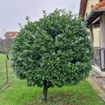 FloraVita Global Hortikultura Zagreb Uređivanje okućnica Rezidba voćnjaka i vinograda Rušenja stabala Čišćenje zaraslih površina Stručno savjetovanje uredjivanje okucnica rezidba vocnjaka i vinograda rusenja stabala ciscenje zaraslih povrsina strucno savjetovanje UREĐIVANJE OKUĆNICA REZIDBA VOĆNJAKA I VINOGRADA RUŠENJA STABALA ČIŠĆENJE ZARASLIH POVRŠINA STRUČNO SAVJETOVANJE Uredivanje okucnica Rezidba vocnjaka i vinograda Rusenja stabala Ciscenje zaraslih povrsina Strucno savjetovanje UREDJIVANJE OKUCNICA REZIDBA VOCNJAKA I VINOGRADA RUSENJA STABALA CISCENJE ZARASLIH POVRSINA STRUCNO SAVJETOVANJE hortikultura-zagreb uredjenje vrtova uredenje vrta krcenje terena rusenje drveca piljenje stabala obaranje drva orezivanje vocki skrešenje loze skresavanje vinograda uredjenje dvorista košenje trave kosenje trave odrzavanje zelenih povrsina održavanje okućnica odrzavanje okucnica FloraVita Vrtlar Zagreb Vrtlarija Zagreb Agronom savjeti krajobrazna arhitektura Flora-Vita Global Zagreb hortikultura uređenje okućnica rezidba voćnjaka vinograda rušenja stabala čišćenje zaraslih površina stručno savjetovanje agronomski savjeti obrezivanje vocaka rezanje loze piljenje drva krcenje sume ciscenje placa sredjivanje dvorista FloraVitaGlobal hortikultura-zagreb-okucnice