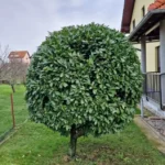 FloraVita Global Hortikultura Zagreb Uređivanje okućnica Rezidba voćnjaka i vinograda Rušenja stabala Čišćenje zaraslih površina Stručno savjetovanje uredjivanje okucnica rezidba vocnjaka i vinograda rusenja stabala ciscenje zaraslih povrsina strucno savjetovanje UREĐIVANJE OKUĆNICA REZIDBA VOĆNJAKA I VINOGRADA RUŠENJA STABALA ČIŠĆENJE ZARASLIH POVRŠINA STRUČNO SAVJETOVANJE Uredivanje okucnica Rezidba vocnjaka i vinograda Rusenja stabala Ciscenje zaraslih povrsina Strucno savjetovanje UREDJIVANJE OKUCNICA REZIDBA VOCNJAKA I VINOGRADA RUSENJA STABALA CISCENJE ZARASLIH POVRSINA STRUCNO SAVJETOVANJE hortikultura-zagreb uredjenje vrtova uredenje vrta krcenje terena rusenje drveca piljenje stabala obaranje drva orezivanje vocki skrešenje loze skresavanje vinograda uredjenje dvorista košenje trave kosenje trave odrzavanje zelenih povrsina održavanje okućnica odrzavanje okucnica FloraVita Vrtlar Zagreb Vrtlarija Zagreb Agronom savjeti krajobrazna arhitektura Flora-Vita Global Zagreb hortikultura uređenje okućnica rezidba voćnjaka vinograda rušenja stabala čišćenje zaraslih površina stručno savjetovanje agronomski savjeti obrezivanje vocaka rezanje loze piljenje drva krcenje sume ciscenje placa sredjivanje dvorista FloraVitaGlobal hortikultura-zagreb-okucnice