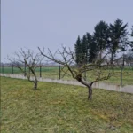 FloraVita Global Hortikultura Zagreb Uređivanje okućnica Rezidba voćnjaka i vinograda Rušenja stabala Čišćenje zaraslih površina Stručno savjetovanje uredjivanje okucnica rezidba vocnjaka i vinograda rusenja stabala ciscenje zaraslih povrsina strucno savjetovanje UREĐIVANJE OKUĆNICA REZIDBA VOĆNJAKA I VINOGRADA RUŠENJA STABALA ČIŠĆENJE ZARASLIH POVRŠINA STRUČNO SAVJETOVANJE Uredivanje okucnica Rezidba vocnjaka i vinograda Rusenja stabala Ciscenje zaraslih povrsina Strucno savjetovanje UREDJIVANJE OKUCNICA REZIDBA VOCNJAKA I VINOGRADA RUSENJA STABALA CISCENJE ZARASLIH POVRSINA STRUCNO SAVJETOVANJE hortikultura-zagreb uredjenje vrtova uredenje vrta krcenje terena rusenje drveca piljenje stabala obaranje drva orezivanje vocki skrešenje loze skresavanje vinograda uredjenje dvorista košenje trave kosenje trave odrzavanje zelenih povrsina održavanje okućnica odrzavanje okucnica FloraVita Vrtlar Zagreb Vrtlarija Zagreb Agronom savjeti krajobrazna arhitektura Flora-Vita Global Zagreb hortikultura uređenje okućnica rezidba voćnjaka vinograda rušenja stabala čišćenje zaraslih površina stručno savjetovanje agronomski savjeti obrezivanje vocaka rezanje loze piljenje drva krcenje sume ciscenje placa sredjivanje dvorista FloraVitaGlobal hortikultura-zagreb-okucnice