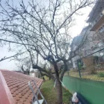 FloraVita Global Hortikultura Zagreb Uređivanje okućnica Rezidba voćnjaka i vinograda Rušenja stabala Čišćenje zaraslih površina Stručno savjetovanje uredjivanje okucnica rezidba vocnjaka i vinograda rusenja stabala ciscenje zaraslih povrsina strucno savjetovanje UREĐIVANJE OKUĆNICA REZIDBA VOĆNJAKA I VINOGRADA RUŠENJA STABALA ČIŠĆENJE ZARASLIH POVRŠINA STRUČNO SAVJETOVANJE Uredivanje okucnica Rezidba vocnjaka i vinograda Rusenja stabala Ciscenje zaraslih povrsina Strucno savjetovanje UREDJIVANJE OKUCNICA REZIDBA VOCNJAKA I VINOGRADA RUSENJA STABALA CISCENJE ZARASLIH POVRSINA STRUCNO SAVJETOVANJE hortikultura-zagreb uredjenje vrtova uredenje vrta krcenje terena rusenje drveca piljenje stabala obaranje drva orezivanje vocki skrešenje loze skresavanje vinograda uredjenje dvorista košenje trave kosenje trave odrzavanje zelenih povrsina održavanje okućnica odrzavanje okucnica FloraVita Vrtlar Zagreb Vrtlarija Zagreb Agronom savjeti krajobrazna arhitektura Flora-Vita Global Zagreb hortikultura uređenje okućnica rezidba voćnjaka vinograda rušenja stabala čišćenje zaraslih površina stručno savjetovanje agronomski savjeti obrezivanje vocaka rezanje loze piljenje drva krcenje sume ciscenje placa sredjivanje dvorista FloraVitaGlobal hortikultura-zagreb-okucnice