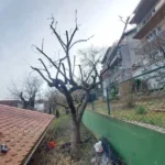 FloraVita Global Hortikultura Zagreb Uređivanje okućnica Rezidba voćnjaka i vinograda Rušenja stabala Čišćenje zaraslih površina Stručno savjetovanje uredjivanje okucnica rezidba vocnjaka i vinograda rusenja stabala ciscenje zaraslih povrsina strucno savjetovanje UREĐIVANJE OKUĆNICA REZIDBA VOĆNJAKA I VINOGRADA RUŠENJA STABALA ČIŠĆENJE ZARASLIH POVRŠINA STRUČNO SAVJETOVANJE Uredivanje okucnica Rezidba vocnjaka i vinograda Rusenja stabala Ciscenje zaraslih povrsina Strucno savjetovanje UREDJIVANJE OKUCNICA REZIDBA VOCNJAKA I VINOGRADA RUSENJA STABALA CISCENJE ZARASLIH POVRSINA STRUCNO SAVJETOVANJE hortikultura-zagreb uredjenje vrtova uredenje vrta krcenje terena rusenje drveca piljenje stabala obaranje drva orezivanje vocki skrešenje loze skresavanje vinograda uredjenje dvorista košenje trave kosenje trave odrzavanje zelenih povrsina održavanje okućnica odrzavanje okucnica FloraVita Vrtlar Zagreb Vrtlarija Zagreb Agronom savjeti krajobrazna arhitektura Flora-Vita Global Zagreb hortikultura uređenje okućnica rezidba voćnjaka vinograda rušenja stabala čišćenje zaraslih površina stručno savjetovanje agronomski savjeti obrezivanje vocaka rezanje loze piljenje drva krcenje sume ciscenje placa sredjivanje dvorista FloraVitaGlobal hortikultura-zagreb-okucnice