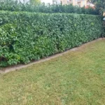 FloraVita Global Hortikultura Zagreb Uređivanje okućnica Rezidba voćnjaka i vinograda Rušenja stabala Čišćenje zaraslih površina Stručno savjetovanje uredjivanje okucnica rezidba vocnjaka i vinograda rusenja stabala ciscenje zaraslih povrsina strucno savjetovanje UREĐIVANJE OKUĆNICA REZIDBA VOĆNJAKA I VINOGRADA RUŠENJA STABALA ČIŠĆENJE ZARASLIH POVRŠINA STRUČNO SAVJETOVANJE Uredivanje okucnica Rezidba vocnjaka i vinograda Rusenja stabala Ciscenje zaraslih povrsina Strucno savjetovanje UREDJIVANJE OKUCNICA REZIDBA VOCNJAKA I VINOGRADA RUSENJA STABALA CISCENJE ZARASLIH POVRSINA STRUCNO SAVJETOVANJE hortikultura-zagreb uredjenje vrtova uredenje vrta krcenje terena rusenje drveca piljenje stabala obaranje drva orezivanje vocki skrešenje loze skresavanje vinograda uredjenje dvorista košenje trave kosenje trave odrzavanje zelenih povrsina održavanje okućnica odrzavanje okucnica FloraVita Vrtlar Zagreb Vrtlarija Zagreb Agronom savjeti krajobrazna arhitektura Flora-Vita Global Zagreb hortikultura uređenje okućnica rezidba voćnjaka vinograda rušenja stabala čišćenje zaraslih površina stručno savjetovanje agronomski savjeti obrezivanje vocaka rezanje loze piljenje drva krcenje sume ciscenje placa sredjivanje dvorista FloraVitaGlobal hortikultura-zagreb-okucnice