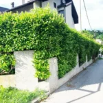 FloraVita Global Hortikultura Zagreb Uređivanje okućnica Rezidba voćnjaka i vinograda Rušenja stabala Čišćenje zaraslih površina Stručno savjetovanje uredjivanje okucnica rezidba vocnjaka i vinograda rusenja stabala ciscenje zaraslih povrsina strucno savjetovanje UREĐIVANJE OKUĆNICA REZIDBA VOĆNJAKA I VINOGRADA RUŠENJA STABALA ČIŠĆENJE ZARASLIH POVRŠINA STRUČNO SAVJETOVANJE Uredivanje okucnica Rezidba vocnjaka i vinograda Rusenja stabala Ciscenje zaraslih povrsina Strucno savjetovanje UREDJIVANJE OKUCNICA REZIDBA VOCNJAKA I VINOGRADA RUSENJA STABALA CISCENJE ZARASLIH POVRSINA STRUCNO SAVJETOVANJE hortikultura-zagreb uredjenje vrtova uredenje vrta krcenje terena rusenje drveca piljenje stabala obaranje drva orezivanje vocki skrešenje loze skresavanje vinograda uredjenje dvorista košenje trave kosenje trave odrzavanje zelenih povrsina održavanje okućnica odrzavanje okucnica FloraVita Vrtlar Zagreb Vrtlarija Zagreb Agronom savjeti krajobrazna arhitektura Flora-Vita Global Zagreb hortikultura uređenje okućnica rezidba voćnjaka vinograda rušenja stabala čišćenje zaraslih površina stručno savjetovanje agronomski savjeti obrezivanje vocaka rezanje loze piljenje drva krcenje sume ciscenje placa sredjivanje dvorista FloraVitaGlobal hortikultura-zagreb-okucnice