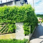 FloraVita Global Hortikultura Zagreb Uređivanje okućnica Rezidba voćnjaka i vinograda Rušenja stabala Čišćenje zaraslih površina Stručno savjetovanje uredjivanje okucnica rezidba vocnjaka i vinograda rusenja stabala ciscenje zaraslih povrsina strucno savjetovanje UREĐIVANJE OKUĆNICA REZIDBA VOĆNJAKA I VINOGRADA RUŠENJA STABALA ČIŠĆENJE ZARASLIH POVRŠINA STRUČNO SAVJETOVANJE Uredivanje okucnica Rezidba vocnjaka i vinograda Rusenja stabala Ciscenje zaraslih povrsina Strucno savjetovanje UREDJIVANJE OKUCNICA REZIDBA VOCNJAKA I VINOGRADA RUSENJA STABALA CISCENJE ZARASLIH POVRSINA STRUCNO SAVJETOVANJE hortikultura-zagreb uredjenje vrtova uredenje vrta krcenje terena rusenje drveca piljenje stabala obaranje drva orezivanje vocki skrešenje loze skresavanje vinograda uredjenje dvorista košenje trave kosenje trave odrzavanje zelenih povrsina održavanje okućnica odrzavanje okucnica FloraVita Vrtlar Zagreb Vrtlarija Zagreb Agronom savjeti krajobrazna arhitektura Flora-Vita Global Zagreb hortikultura uređenje okućnica rezidba voćnjaka vinograda rušenja stabala čišćenje zaraslih površina stručno savjetovanje agronomski savjeti obrezivanje vocaka rezanje loze piljenje drva krcenje sume ciscenje placa sredjivanje dvorista FloraVitaGlobal hortikultura-zagreb-okucnice