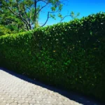 FloraVita Global Hortikultura Zagreb Uređivanje okućnica Rezidba voćnjaka i vinograda Rušenja stabala Čišćenje zaraslih površina Stručno savjetovanje uredjivanje okucnica rezidba vocnjaka i vinograda rusenja stabala ciscenje zaraslih povrsina strucno savjetovanje UREĐIVANJE OKUĆNICA REZIDBA VOĆNJAKA I VINOGRADA RUŠENJA STABALA ČIŠĆENJE ZARASLIH POVRŠINA STRUČNO SAVJETOVANJE Uredivanje okucnica Rezidba vocnjaka i vinograda Rusenja stabala Ciscenje zaraslih povrsina Strucno savjetovanje UREDJIVANJE OKUCNICA REZIDBA VOCNJAKA I VINOGRADA RUSENJA STABALA CISCENJE ZARASLIH POVRSINA STRUCNO SAVJETOVANJE hortikultura-zagreb uredjenje vrtova uredenje vrta krcenje terena rusenje drveca piljenje stabala obaranje drva orezivanje vocki skrešenje loze skresavanje vinograda uredjenje dvorista košenje trave kosenje trave odrzavanje zelenih povrsina održavanje okućnica odrzavanje okucnica FloraVita Vrtlar Zagreb Vrtlarija Zagreb Agronom savjeti krajobrazna arhitektura Flora-Vita Global Zagreb hortikultura uređenje okućnica rezidba voćnjaka vinograda rušenja stabala čišćenje zaraslih površina stručno savjetovanje agronomski savjeti obrezivanje vocaka rezanje loze piljenje drva krcenje sume ciscenje placa sredjivanje dvorista FloraVitaGlobal hortikultura-zagreb-okucnice