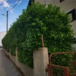 FloraVita Global Hortikultura Zagreb Uređivanje okućnica Rezidba voćnjaka i vinograda Rušenja stabala Čišćenje zaraslih površina Stručno savjetovanje uredjivanje okucnica rezidba vocnjaka i vinograda rusenja stabala ciscenje zaraslih povrsina strucno savjetovanje UREĐIVANJE OKUĆNICA REZIDBA VOĆNJAKA I VINOGRADA RUŠENJA STABALA ČIŠĆENJE ZARASLIH POVRŠINA STRUČNO SAVJETOVANJE Uredivanje okucnica Rezidba vocnjaka i vinograda Rusenja stabala Ciscenje zaraslih povrsina Strucno savjetovanje UREDJIVANJE OKUCNICA REZIDBA VOCNJAKA I VINOGRADA RUSENJA STABALA CISCENJE ZARASLIH POVRSINA STRUCNO SAVJETOVANJE hortikultura-zagreb uredjenje vrtova uredenje vrta krcenje terena rusenje drveca piljenje stabala obaranje drva orezivanje vocki skrešenje loze skresavanje vinograda uredjenje dvorista košenje trave kosenje trave odrzavanje zelenih povrsina održavanje okućnica odrzavanje okucnica FloraVita Vrtlar Zagreb Vrtlarija Zagreb Agronom savjeti krajobrazna arhitektura Flora-Vita Global Zagreb hortikultura uređenje okućnica rezidba voćnjaka vinograda rušenja stabala čišćenje zaraslih površina stručno savjetovanje agronomski savjeti obrezivanje vocaka rezanje loze piljenje drva krcenje sume ciscenje placa sredjivanje dvorista FloraVitaGlobal hortikultura-zagreb-okucnice