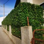 FloraVita Global Hortikultura Zagreb Uređivanje okućnica Rezidba voćnjaka i vinograda Rušenja stabala Čišćenje zaraslih površina Stručno savjetovanje uredjivanje okucnica rezidba vocnjaka i vinograda rusenja stabala ciscenje zaraslih povrsina strucno savjetovanje UREĐIVANJE OKUĆNICA REZIDBA VOĆNJAKA I VINOGRADA RUŠENJA STABALA ČIŠĆENJE ZARASLIH POVRŠINA STRUČNO SAVJETOVANJE Uredivanje okucnica Rezidba vocnjaka i vinograda Rusenja stabala Ciscenje zaraslih povrsina Strucno savjetovanje UREDJIVANJE OKUCNICA REZIDBA VOCNJAKA I VINOGRADA RUSENJA STABALA CISCENJE ZARASLIH POVRSINA STRUCNO SAVJETOVANJE hortikultura-zagreb uredjenje vrtova uredenje vrta krcenje terena rusenje drveca piljenje stabala obaranje drva orezivanje vocki skrešenje loze skresavanje vinograda uredjenje dvorista košenje trave kosenje trave odrzavanje zelenih povrsina održavanje okućnica odrzavanje okucnica FloraVita Vrtlar Zagreb Vrtlarija Zagreb Agronom savjeti krajobrazna arhitektura Flora-Vita Global Zagreb hortikultura uređenje okućnica rezidba voćnjaka vinograda rušenja stabala čišćenje zaraslih površina stručno savjetovanje agronomski savjeti obrezivanje vocaka rezanje loze piljenje drva krcenje sume ciscenje placa sredjivanje dvorista FloraVitaGlobal hortikultura-zagreb-okucnice