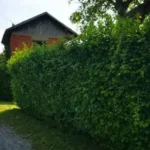 FloraVita Global Hortikultura Zagreb Uređivanje okućnica Rezidba voćnjaka i vinograda Rušenja stabala Čišćenje zaraslih površina Stručno savjetovanje uredjivanje okucnica rezidba vocnjaka i vinograda rusenja stabala ciscenje zaraslih povrsina strucno savjetovanje UREĐIVANJE OKUĆNICA REZIDBA VOĆNJAKA I VINOGRADA RUŠENJA STABALA ČIŠĆENJE ZARASLIH POVRŠINA STRUČNO SAVJETOVANJE Uredivanje okucnica Rezidba vocnjaka i vinograda Rusenja stabala Ciscenje zaraslih povrsina Strucno savjetovanje UREDJIVANJE OKUCNICA REZIDBA VOCNJAKA I VINOGRADA RUSENJA STABALA CISCENJE ZARASLIH POVRSINA STRUCNO SAVJETOVANJE hortikultura-zagreb uredjenje vrtova uredenje vrta krcenje terena rusenje drveca piljenje stabala obaranje drva orezivanje vocki skrešenje loze skresavanje vinograda uredjenje dvorista košenje trave kosenje trave odrzavanje zelenih povrsina održavanje okućnica odrzavanje okucnica FloraVita Vrtlar Zagreb Vrtlarija Zagreb Agronom savjeti krajobrazna arhitektura Flora-Vita Global Zagreb hortikultura uređenje okućnica rezidba voćnjaka vinograda rušenja stabala čišćenje zaraslih površina stručno savjetovanje agronomski savjeti obrezivanje vocaka rezanje loze piljenje drva krcenje sume ciscenje placa sredjivanje dvorista FloraVitaGlobal hortikultura-zagreb-okucnice