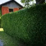FloraVita Global Hortikultura Zagreb Uređivanje okućnica Rezidba voćnjaka i vinograda Rušenja stabala Čišćenje zaraslih površina Stručno savjetovanje uredjivanje okucnica rezidba vocnjaka i vinograda rusenja stabala ciscenje zaraslih povrsina strucno savjetovanje UREĐIVANJE OKUĆNICA REZIDBA VOĆNJAKA I VINOGRADA RUŠENJA STABALA ČIŠĆENJE ZARASLIH POVRŠINA STRUČNO SAVJETOVANJE Uredivanje okucnica Rezidba vocnjaka i vinograda Rusenja stabala Ciscenje zaraslih povrsina Strucno savjetovanje UREDJIVANJE OKUCNICA REZIDBA VOCNJAKA I VINOGRADA RUSENJA STABALA CISCENJE ZARASLIH POVRSINA STRUCNO SAVJETOVANJE hortikultura-zagreb uredjenje vrtova uredenje vrta krcenje terena rusenje drveca piljenje stabala obaranje drva orezivanje vocki skrešenje loze skresavanje vinograda uredjenje dvorista košenje trave kosenje trave odrzavanje zelenih povrsina održavanje okućnica odrzavanje okucnica FloraVita Vrtlar Zagreb Vrtlarija Zagreb Agronom savjeti krajobrazna arhitektura Flora-Vita Global Zagreb hortikultura uređenje okućnica rezidba voćnjaka vinograda rušenja stabala čišćenje zaraslih površina stručno savjetovanje agronomski savjeti obrezivanje vocaka rezanje loze piljenje drva krcenje sume ciscenje placa sredjivanje dvorista FloraVitaGlobal hortikultura-zagreb-okucnice
