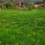 FloraVita Global Hortikultura Zagreb Uređivanje okućnica Rezidba voćnjaka i vinograda Rušenja stabala Čišćenje zaraslih površina Stručno savjetovanje uredjivanje okucnica rezidba vocnjaka i vinograda rusenja stabala ciscenje zaraslih povrsina strucno savjetovanje UREĐIVANJE OKUĆNICA REZIDBA VOĆNJAKA I VINOGRADA RUŠENJA STABALA ČIŠĆENJE ZARASLIH POVRŠINA STRUČNO SAVJETOVANJE Uredivanje okucnica Rezidba vocnjaka i vinograda Rusenja stabala Ciscenje zaraslih povrsina Strucno savjetovanje UREDJIVANJE OKUCNICA REZIDBA VOCNJAKA I VINOGRADA RUSENJA STABALA CISCENJE ZARASLIH POVRSINA STRUCNO SAVJETOVANJE hortikultura-zagreb uredjenje vrtova uredenje vrta krcenje terena rusenje drveca piljenje stabala obaranje drva orezivanje vocki skrešenje loze skresavanje vinograda uredjenje dvorista košenje trave kosenje trave odrzavanje zelenih povrsina održavanje okućnica odrzavanje okucnica FloraVita Vrtlar Zagreb Vrtlarija Zagreb Agronom savjeti krajobrazna arhitektura Flora-Vita Global Zagreb hortikultura uređenje okućnica rezidba voćnjaka vinograda rušenja stabala čišćenje zaraslih površina stručno savjetovanje agronomski savjeti obrezivanje vocaka rezanje loze piljenje drva krcenje sume ciscenje placa sredjivanje dvorista FloraVitaGlobal hortikultura-zagreb-okucnice