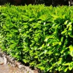 FloraVita Global Hortikultura Zagreb Uređivanje okućnica Rezidba voćnjaka i vinograda Rušenja stabala Čišćenje zaraslih površina Stručno savjetovanje uredjivanje okucnica rezidba vocnjaka i vinograda rusenja stabala ciscenje zaraslih povrsina strucno savjetovanje UREĐIVANJE OKUĆNICA REZIDBA VOĆNJAKA I VINOGRADA RUŠENJA STABALA ČIŠĆENJE ZARASLIH POVRŠINA STRUČNO SAVJETOVANJE Uredivanje okucnica Rezidba vocnjaka i vinograda Rusenja stabala Ciscenje zaraslih povrsina Strucno savjetovanje UREDJIVANJE OKUCNICA REZIDBA VOCNJAKA I VINOGRADA RUSENJA STABALA CISCENJE ZARASLIH POVRSINA STRUCNO SAVJETOVANJE hortikultura-zagreb uredjenje vrtova uredenje vrta krcenje terena rusenje drveca piljenje stabala obaranje drva orezivanje vocki skrešenje loze skresavanje vinograda uredjenje dvorista košenje trave kosenje trave odrzavanje zelenih povrsina održavanje okućnica odrzavanje okucnica FloraVita Vrtlar Zagreb Vrtlarija Zagreb Agronom savjeti krajobrazna arhitektura Flora-Vita Global Zagreb hortikultura uređenje okućnica rezidba voćnjaka vinograda rušenja stabala čišćenje zaraslih površina stručno savjetovanje agronomski savjeti obrezivanje vocaka rezanje loze piljenje drva krcenje sume ciscenje placa sredjivanje dvorista FloraVitaGlobal hortikultura-zagreb-okucnice