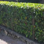FloraVita Global Hortikultura Zagreb Uređivanje okućnica Rezidba voćnjaka i vinograda Rušenja stabala Čišćenje zaraslih površina Stručno savjetovanje uredjivanje okucnica rezidba vocnjaka i vinograda rusenja stabala ciscenje zaraslih povrsina strucno savjetovanje UREĐIVANJE OKUĆNICA REZIDBA VOĆNJAKA I VINOGRADA RUŠENJA STABALA ČIŠĆENJE ZARASLIH POVRŠINA STRUČNO SAVJETOVANJE Uredivanje okucnica Rezidba vocnjaka i vinograda Rusenja stabala Ciscenje zaraslih povrsina Strucno savjetovanje UREDJIVANJE OKUCNICA REZIDBA VOCNJAKA I VINOGRADA RUSENJA STABALA CISCENJE ZARASLIH POVRSINA STRUCNO SAVJETOVANJE hortikultura-zagreb uredjenje vrtova uredenje vrta krcenje terena rusenje drveca piljenje stabala obaranje drva orezivanje vocki skrešenje loze skresavanje vinograda uredjenje dvorista košenje trave kosenje trave odrzavanje zelenih povrsina održavanje okućnica odrzavanje okucnica FloraVita Vrtlar Zagreb Vrtlarija Zagreb Agronom savjeti krajobrazna arhitektura Flora-Vita Global Zagreb hortikultura uređenje okućnica rezidba voćnjaka vinograda rušenja stabala čišćenje zaraslih površina stručno savjetovanje agronomski savjeti obrezivanje vocaka rezanje loze piljenje drva krcenje sume ciscenje placa sredjivanje dvorista FloraVitaGlobal hortikultura-zagreb-okucnice